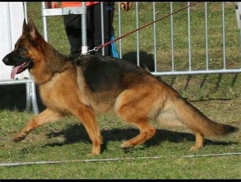 Elevage Des Fideles De La Chataigneraie Eleveur De Chiens Berger Allemand