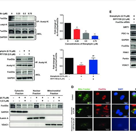 Elaiophylin Modulates Sirt1 In C918 Cells By Manipulating Foxo3a