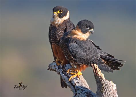 Halcón Murcielaguero Bat Falcon Falco rufigularis Flickr