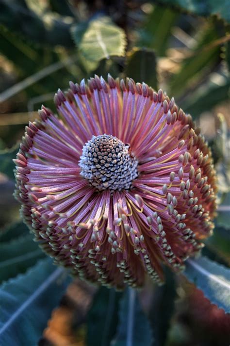 Banksia Menziesii Firewood Free Photo On Pixabay Pixabay