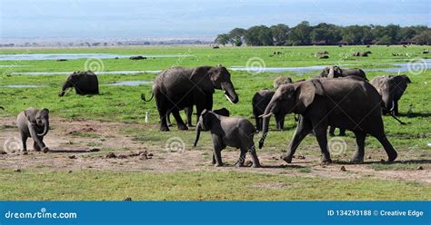 Kilimanjaro Elephants In Amboseli National Park Kenya Stock Photo