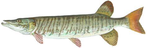 Tiger Muskellunge Wikipedia