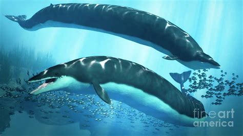 Basilosaurus Prehistoric Whales Photograph by James Kuether/science ...