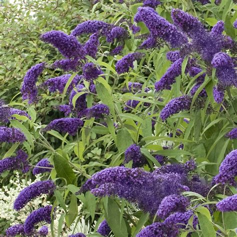 True Blue Butterfly Bush | Plant Addicts