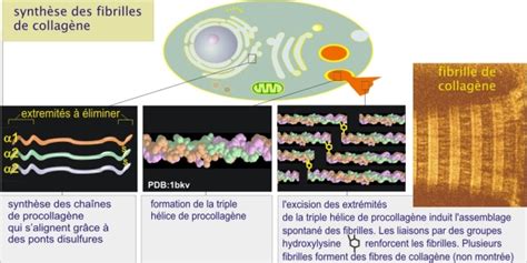 Le collagène et l élastine 3 Les molécules d adhérence biologie