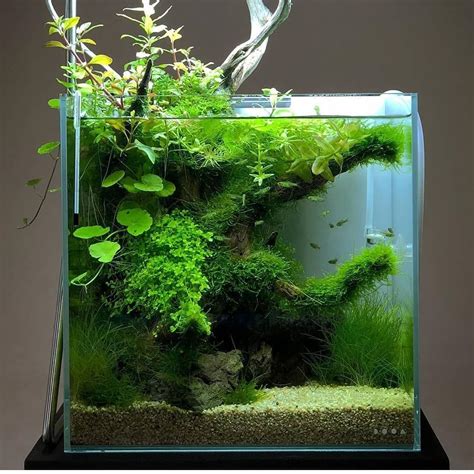 Untitled In 2020 Aquarium Landscape Planted Aquarium Aquascape Aquarium