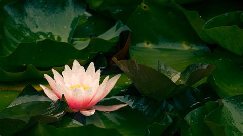 Wallpaper Water Lily Flower Petals Leaves Pink Drops Hd