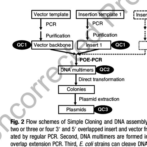 Schematic Representation Of Overlap Extension Pcr Two Dna Fragments