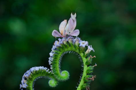 Praying Mantis Habitat Stock Photos, Pictures & Royalty-Free Images - iStock