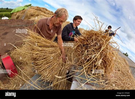 Men hand feeding wheat into a threshing machine, a traditional process used to separate wheat ...