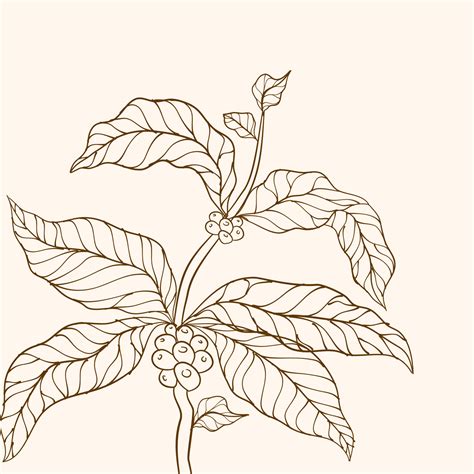 Hand Drawn Coffee Branch Coffee Plant Coffee Beans And Leaves Tree