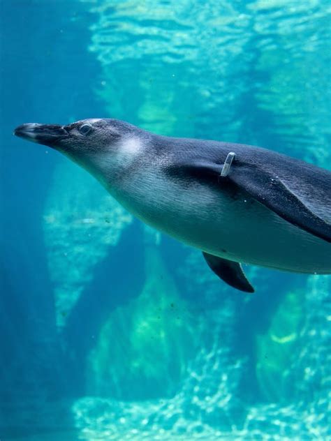 A Penguin Swimming Underwater · Free Stock Photo