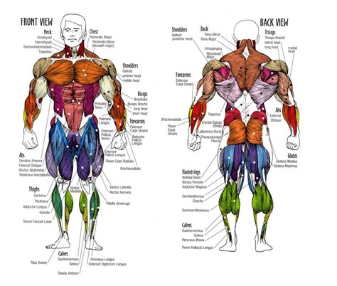 Skeletal System Anatomy And Physiology