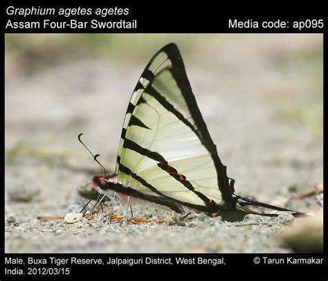 Graphium | Butterfly