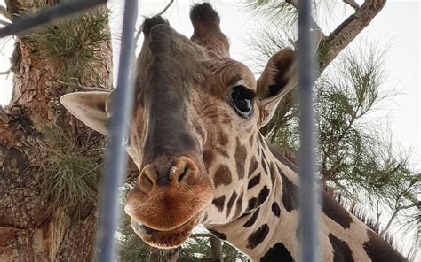 Africam Safari Ultima Detalles Para Traslado De Benito A Puebla Video