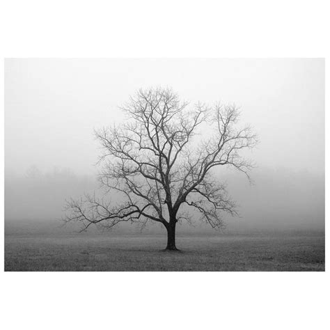 Black and White Photography, Tree Print, Tree Photography, Tree Prints, Lone Tree, Fog ...