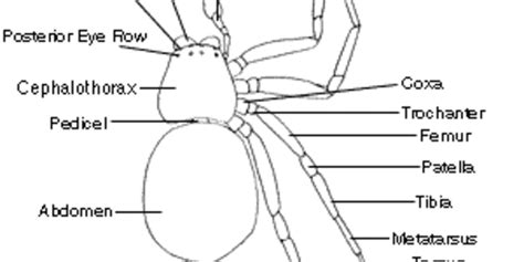 Spider Anatomy Diagram