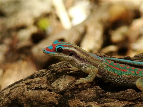 Mauritius Ornate Day Gecko Project Noah