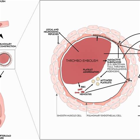 Vasodilation Through The No Sgc Cgmp Pathway In Acute Pulmonary