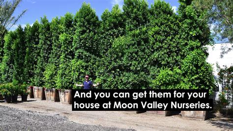 Tall Indian Laurel Coulmns Ficus Nitida Hollywood Hedge 24 Box