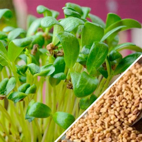 Sprouts/Microgreens - Fenugreek