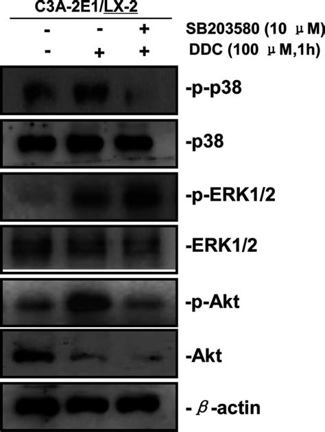 Human Mouse Rat Phospho ERK1 T202 Y204 ERK2 T185 Y187 Antibody