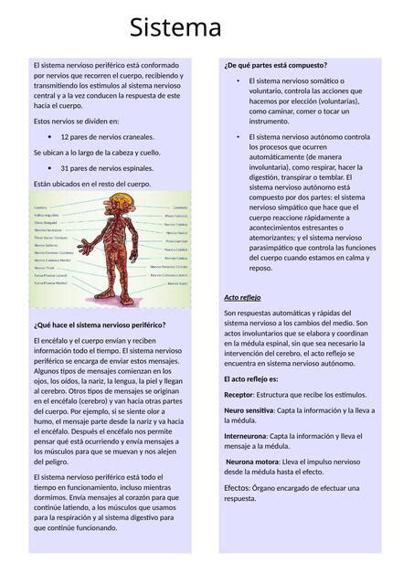 Ficha Resumen Del Sistema Nervioso Periferico Evelyn Nicole UDocz