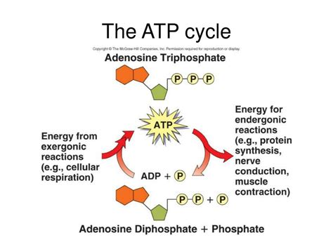 Ppt Chapter 6 Metabolism Energy And Enzymes Powerpoint Presentation