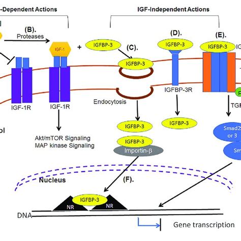 Pdf Insulin Like Growth Factor Binding Protein 3 Igfbp 3