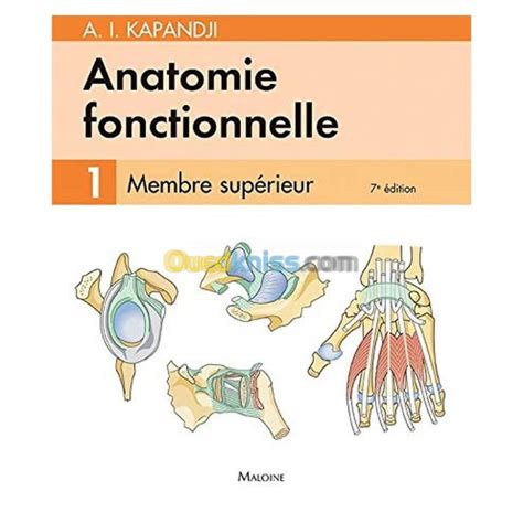 Anatomie Fonctionnelle Membre Inf Rieur T E D