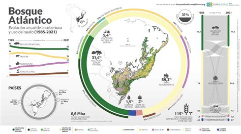 Mapbiomas Bosque Atl Ntico Trinacional Present Un An Lisis De La