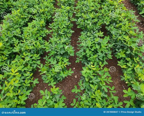 Peanut Leaf Damage by Disease and Pest, Crop Planting at the Field ...