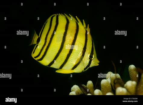 Eightbanded Butterflyfish Hi Res Stock Photography And Images Alamy