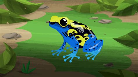 Dyeing Poison Dart Frog | Wild Kratts Wiki | Fandom Poison Frog, Poison Dart Frogs, Wild Kratts ...