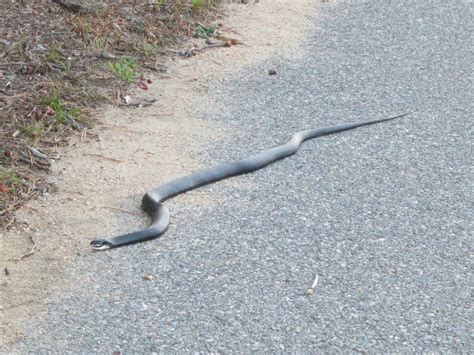 Black Racer Snake Study - BiodiversityWorks