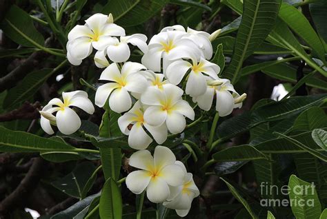 Plumeria - Tropical Flowers Photograph by William Robert Stanek - Fine ...