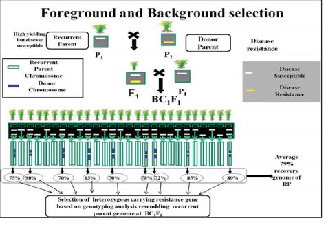 Figure From Review Agriculture And Environmental Biotechnology