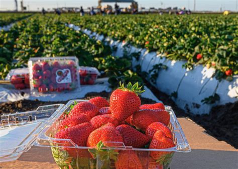 Best Strawberry Picking Places in Plantation Florida – Hello Kids Fun