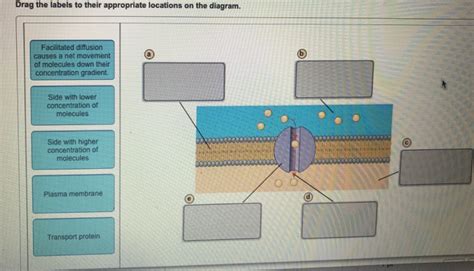 Solved Drag The Labels To Their Appropriate Locations On The Chegg