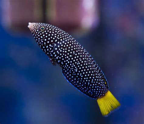 Yellow Banded Possum Wrasse Fish And Coral Store