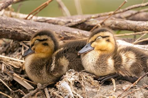 Rouen Ducklings in Close-Up Photography · Free Stock Photo