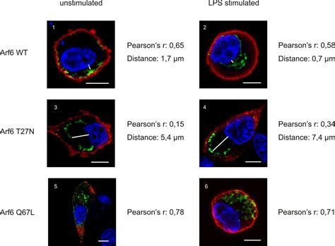 The Small Gtpase Arf Is Essential For The Tram Trif Pathway In Tlr