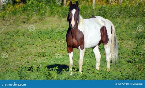 The Appaloosa Is An American Horse Breed Stock Photo Image Of Body