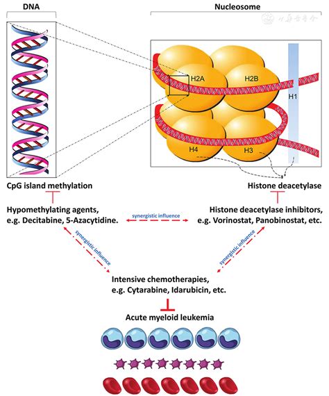 Epigenetic Therapies In Acute Myeloid Leukemia The Role Of