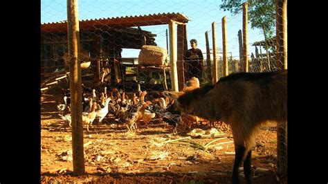 Lobos Guarás e proprietários rurais como melhorar a relação YouTube