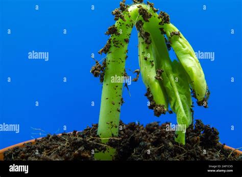 Young Bean Sprout Comes Out Of The Soil Growing Out Of Soil With Blue