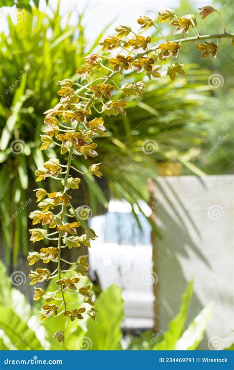 close   sunny grammatophyllum scriptum   species  orchid