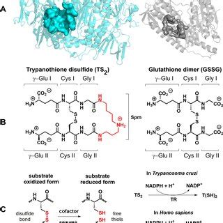 Interaction Subsites Within The Active Site Of Tr Enzyme A Active Site