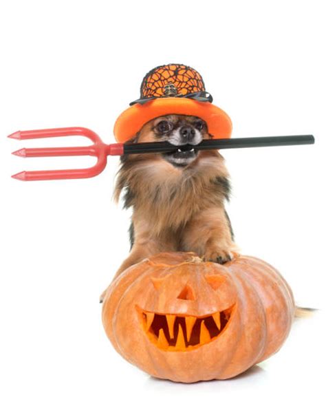 60 Devil Dog Halloween Chihuahua Stock Photos Pictures And Royalty Free