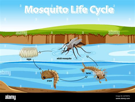 Mosquito Life Cycle Diagram